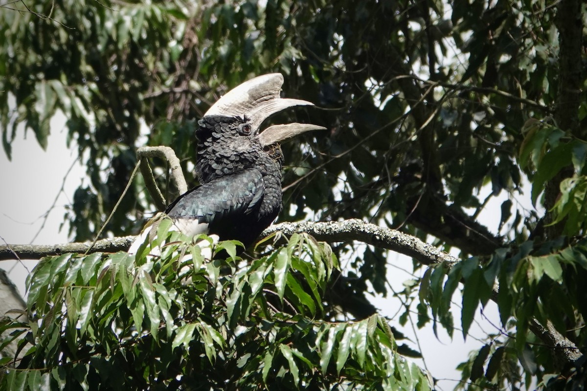 Black-and-white-casqued Hornbill - ML612562113