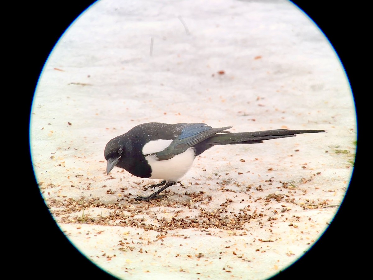 Black-billed Magpie - Detlef Buettner