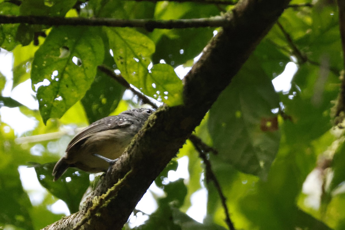 Spot-crowned Antvireo - ML612562302