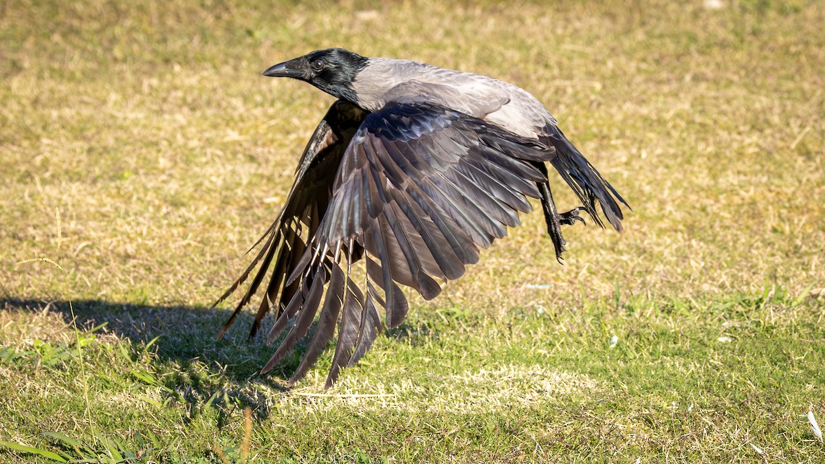 Hooded Crow - ML612562367