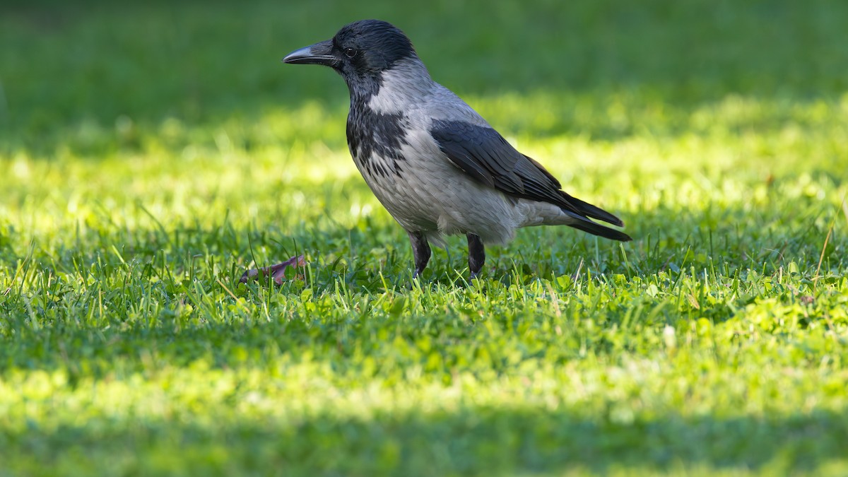 Hooded Crow - ML612562394