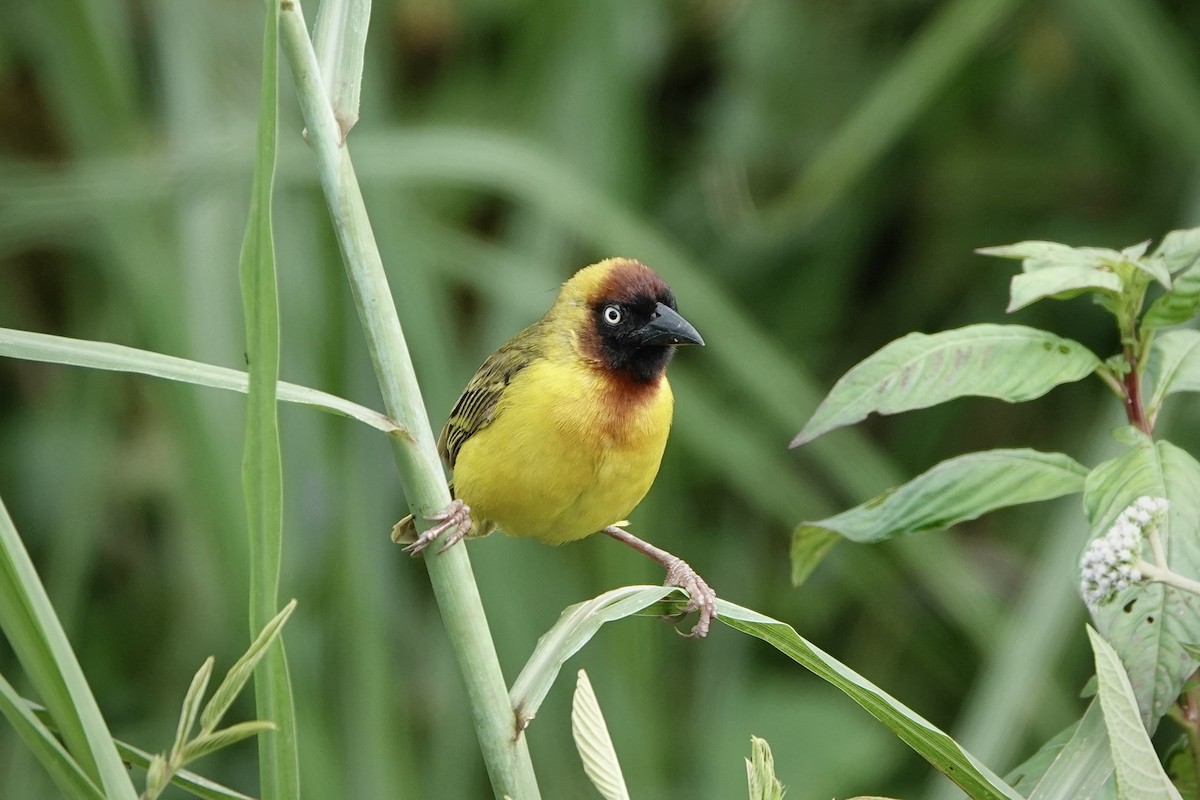 Northern Brown-throated Weaver - ML612562396