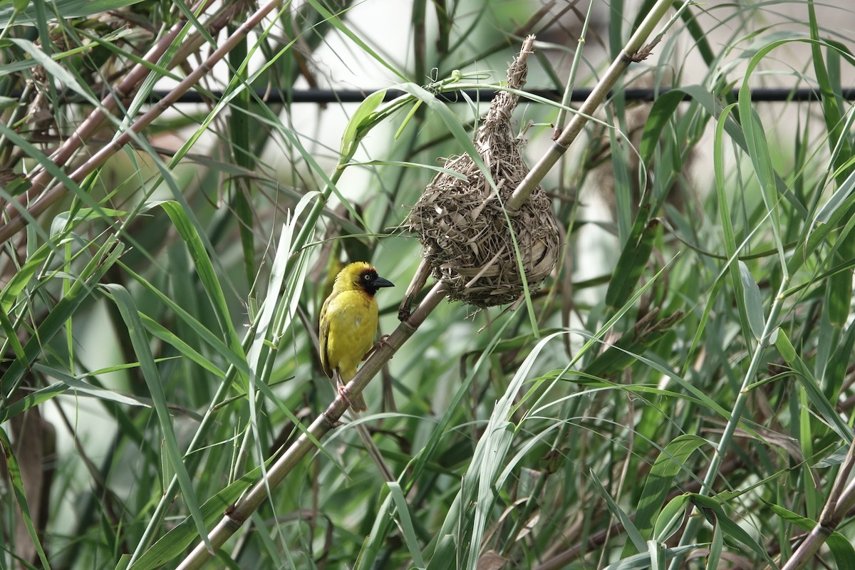 Northern Brown-throated Weaver - Debbie Hilaire