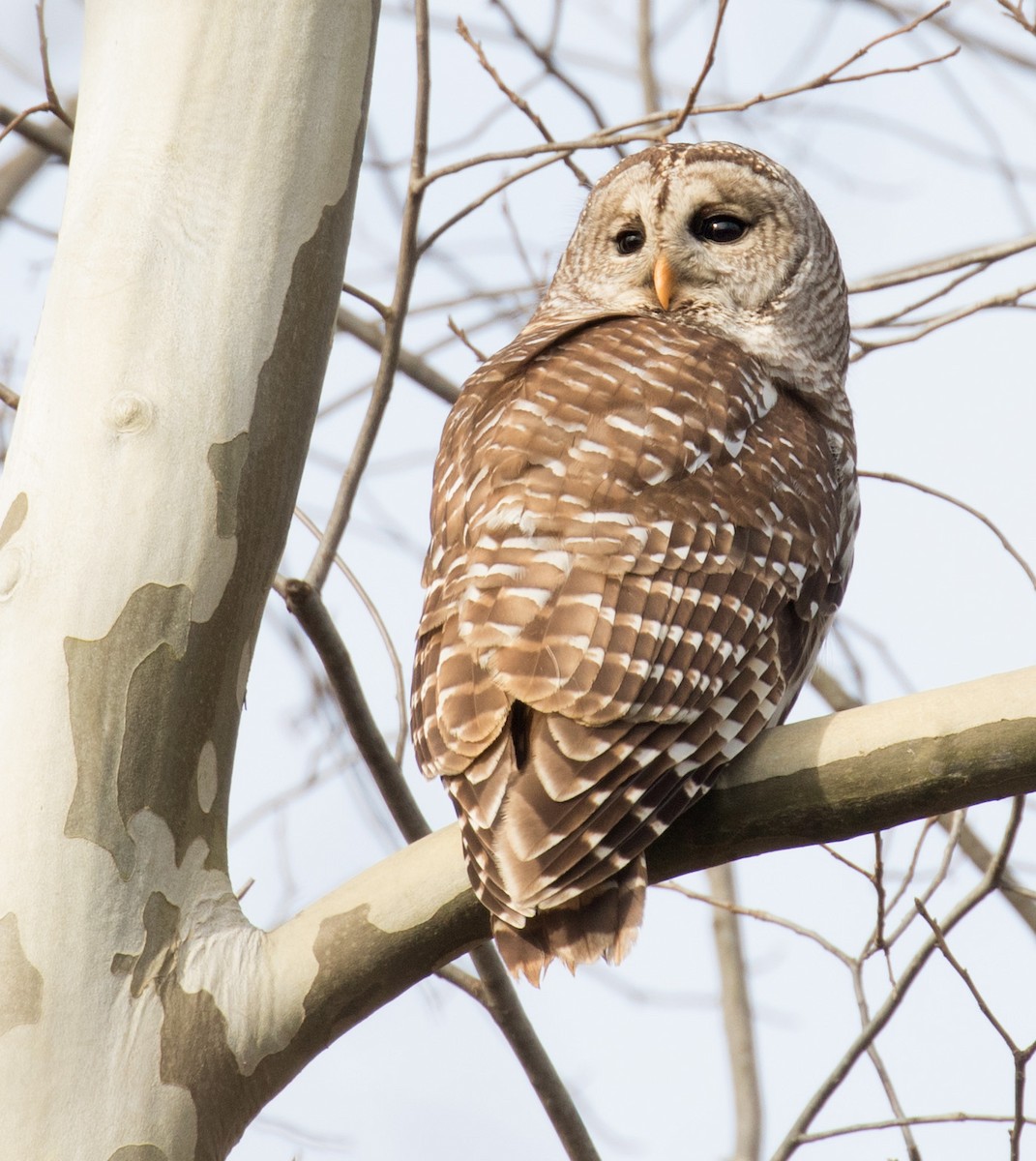 Barred Owl - ML612562424