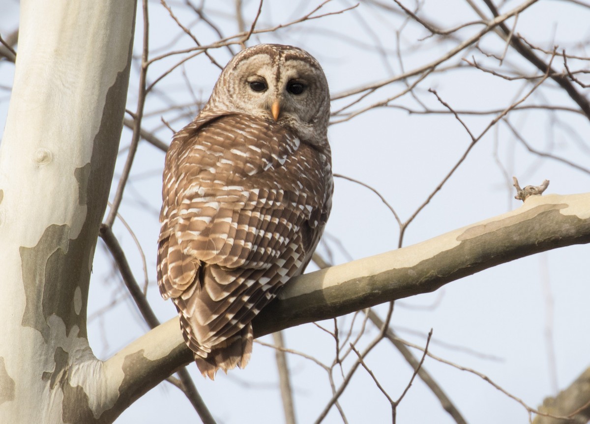 Barred Owl - Mark R Johnson