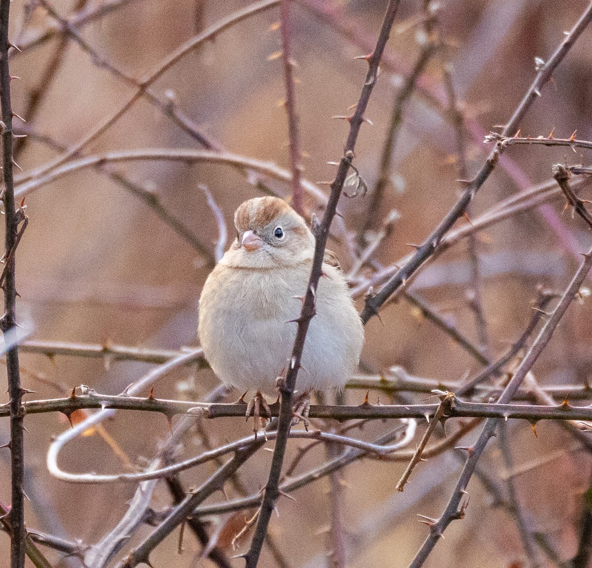 Field Sparrow - ML612562431