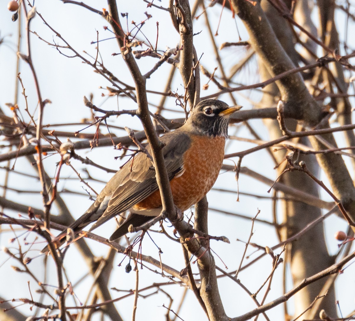 American Robin - ML612562434