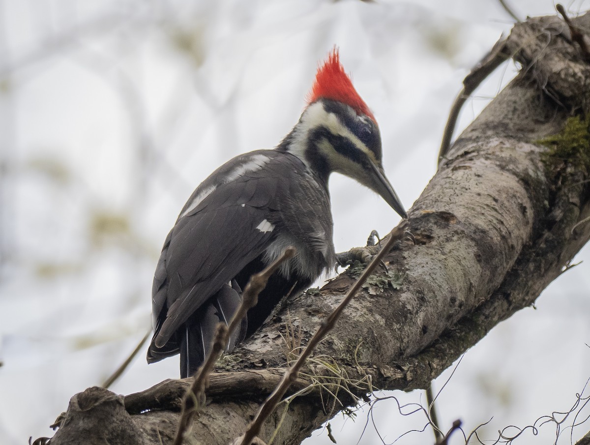 Pileated Woodpecker - ML612562583