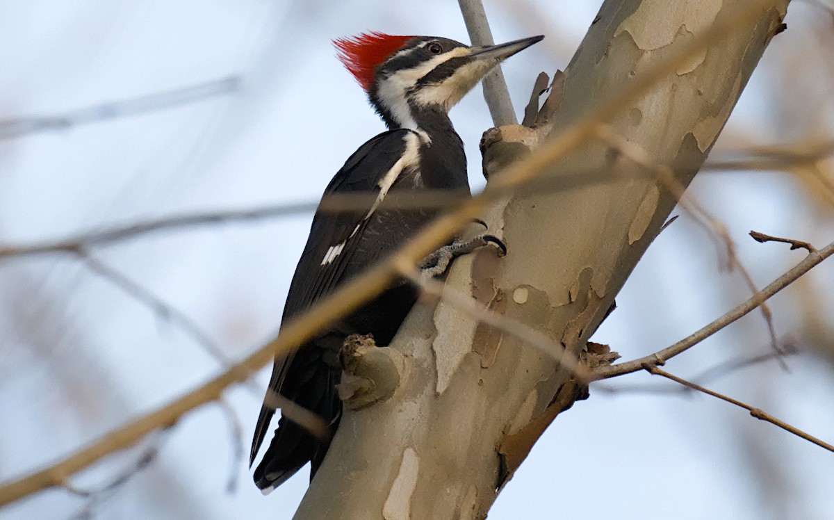 Pileated Woodpecker - ML612562706