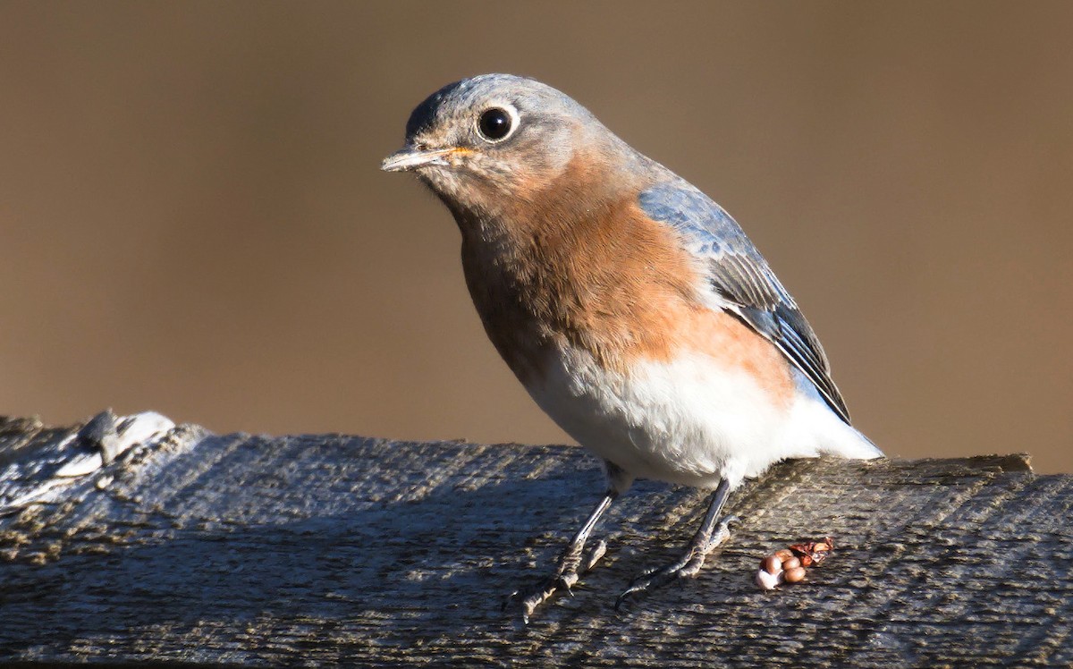 Eastern Bluebird - ML612562716