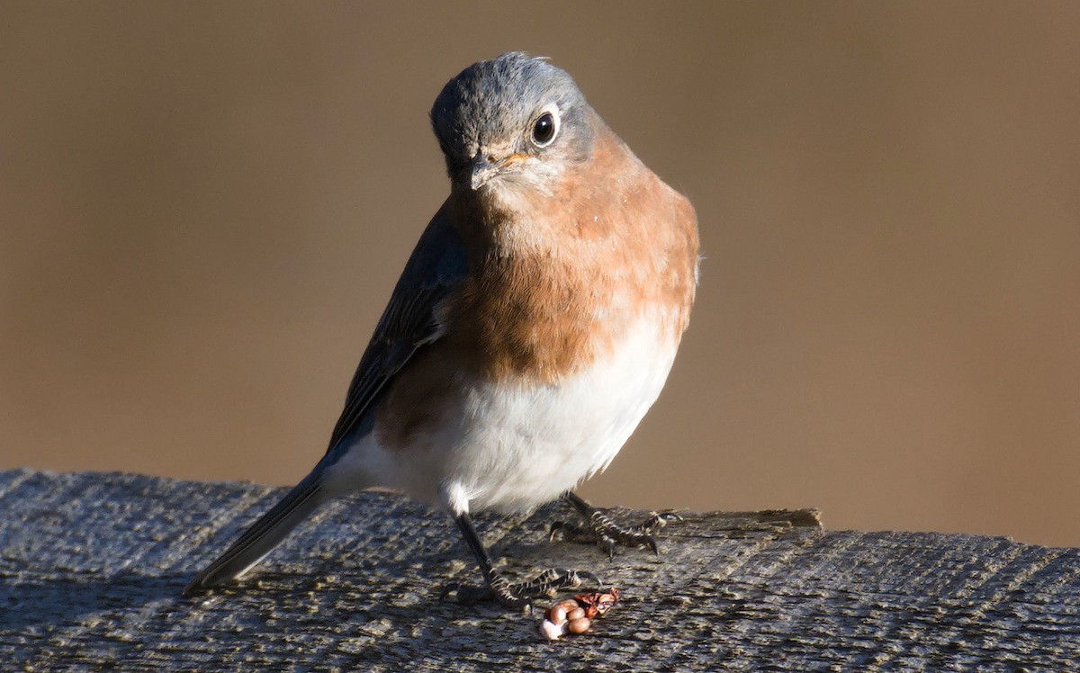 Eastern Bluebird - ML612562721