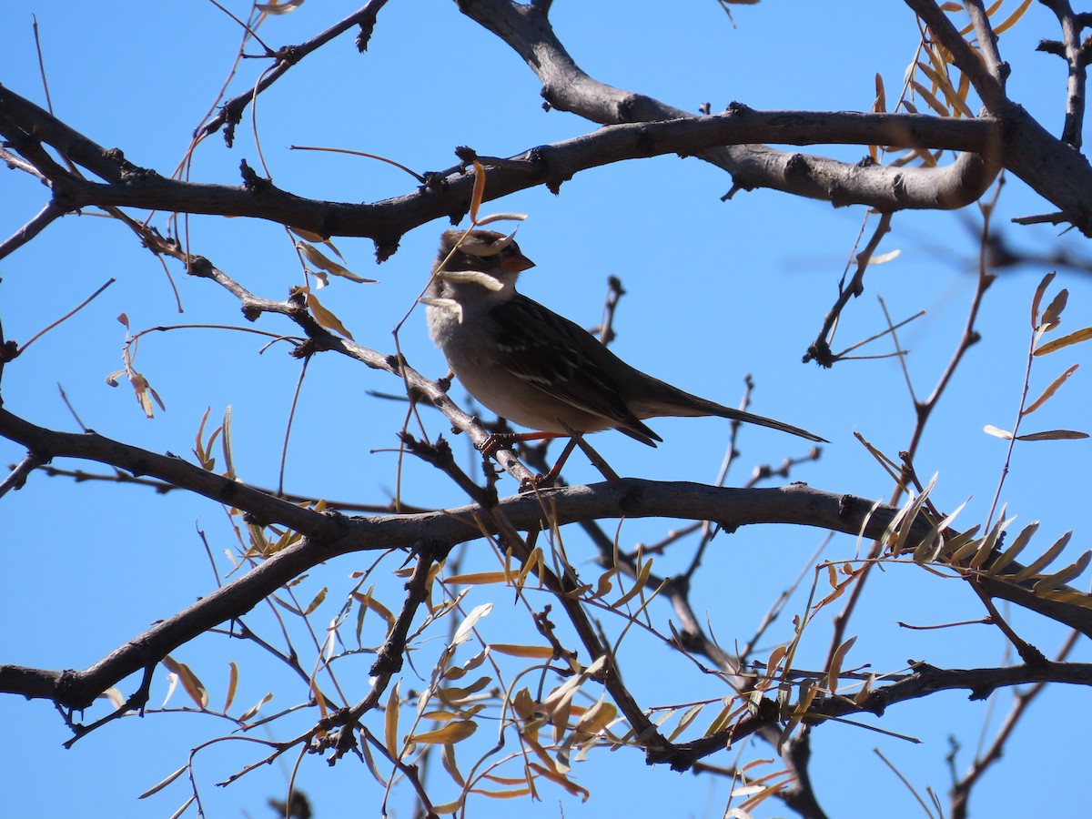 White-crowned Sparrow - ML612562846