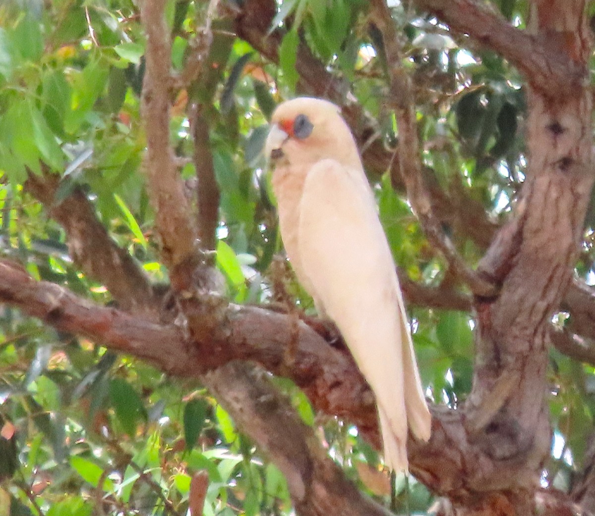 Western Corella - ML612562862