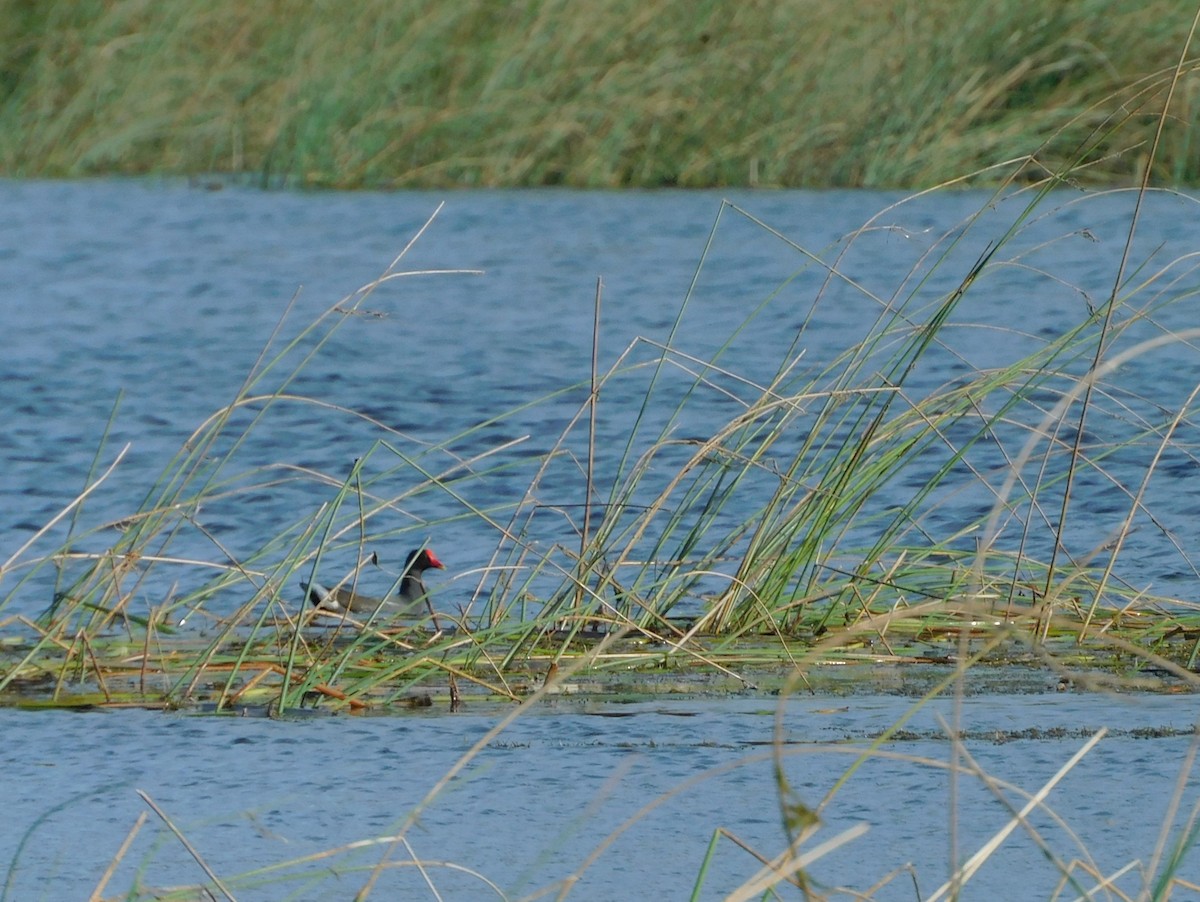 Eurasian Moorhen - Deborah Kurtz