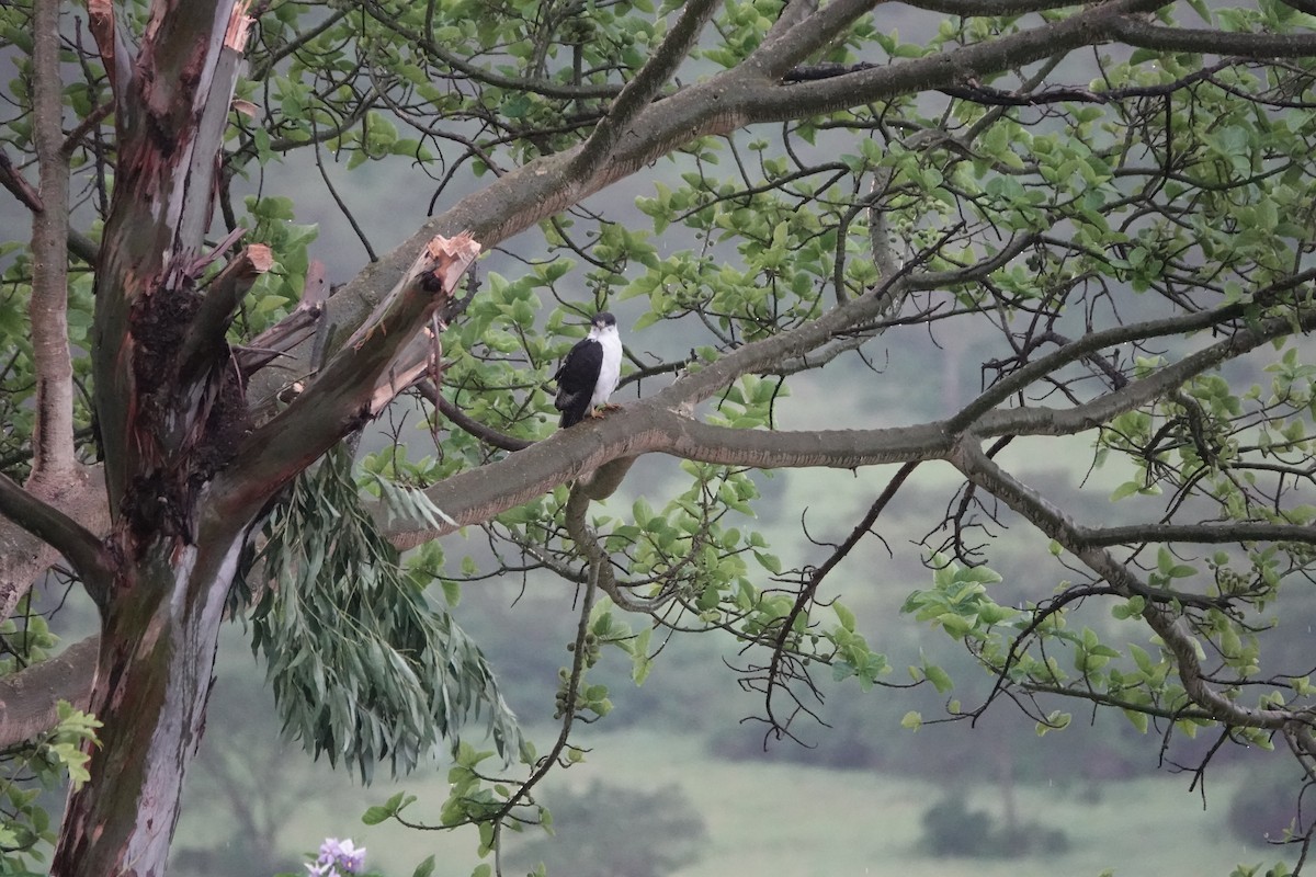 Augur Buzzard - Debbie Hilaire