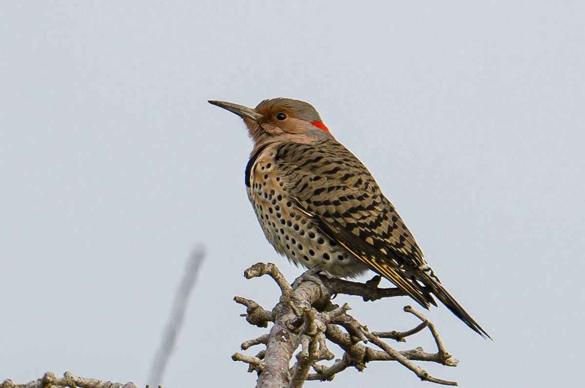 Northern Flicker - Frank King