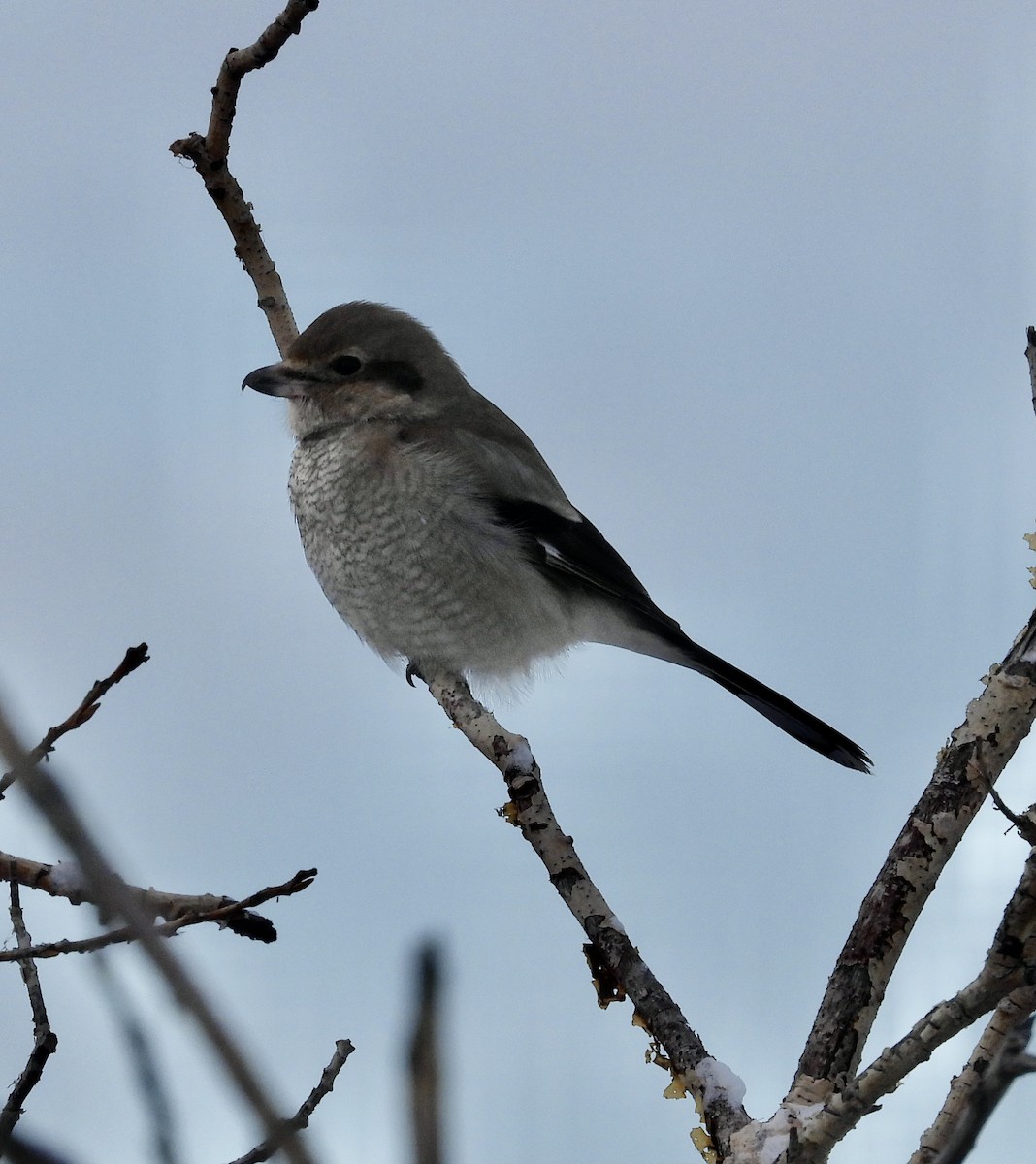 Northern Shrike - ML612562917