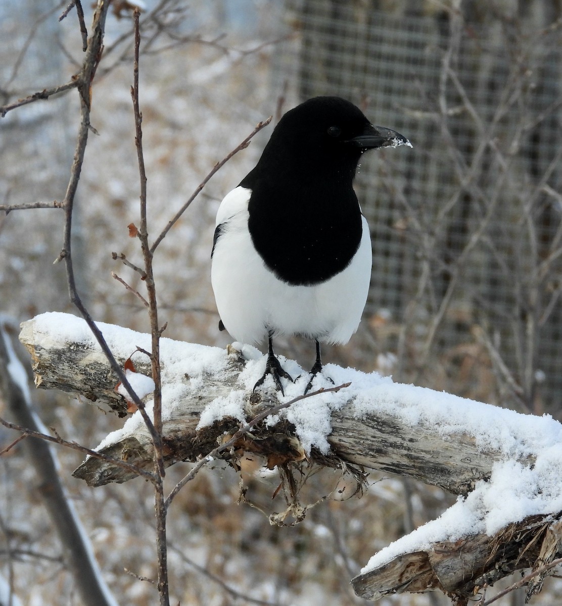 Black-billed Magpie - Peter Smythe