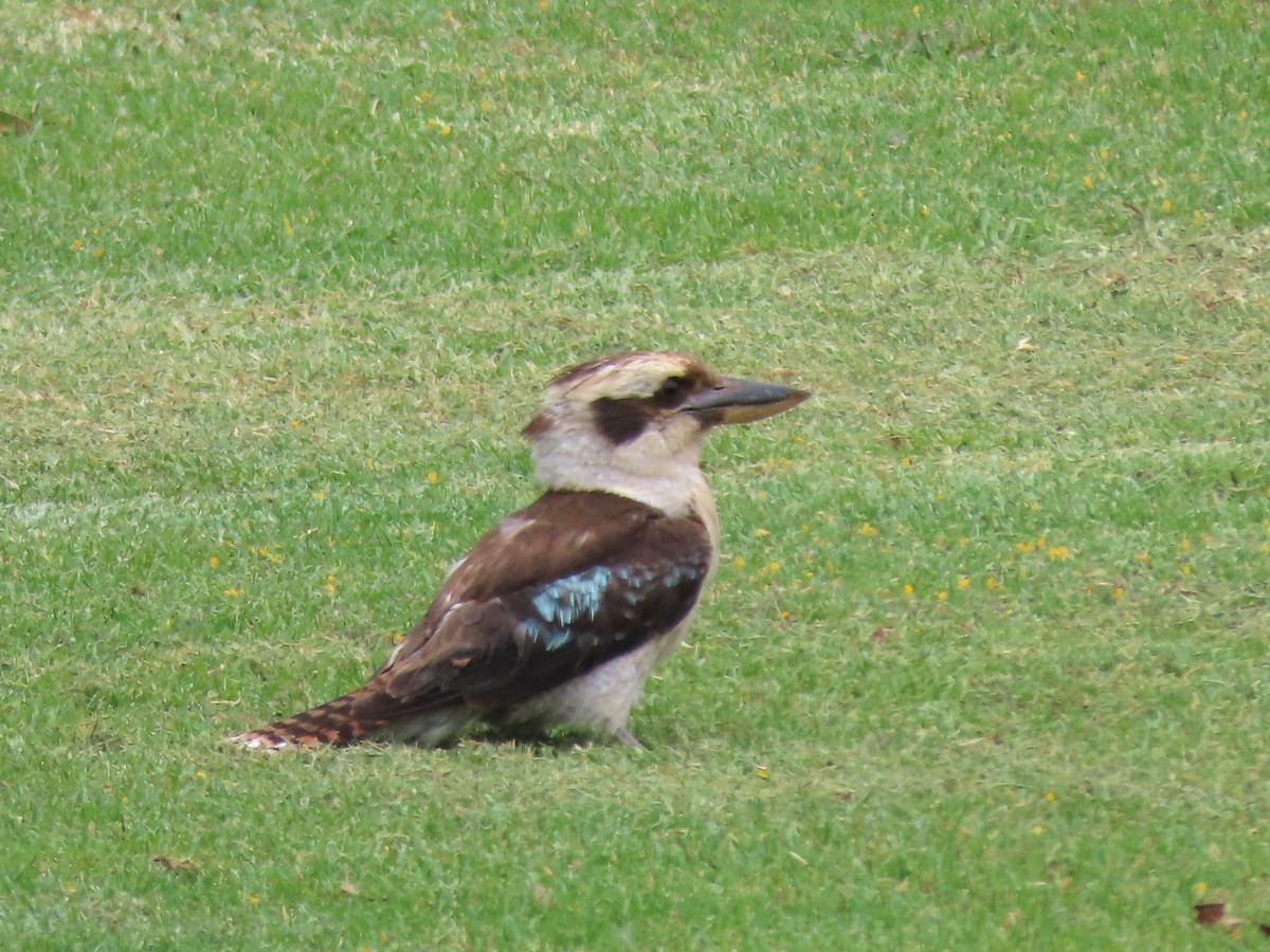 Martin-chasseur géant - ML612562980