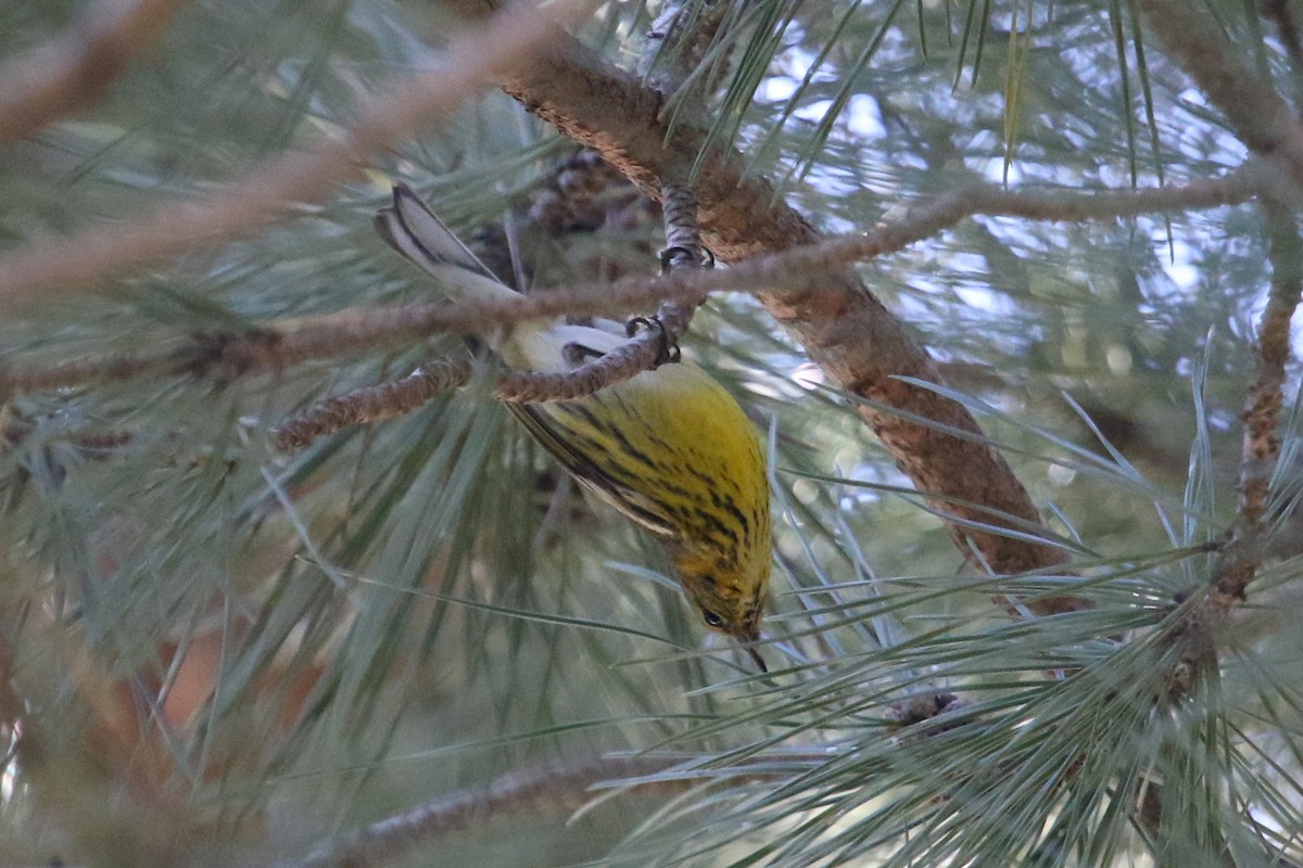 Cape May Warbler - ML612563108