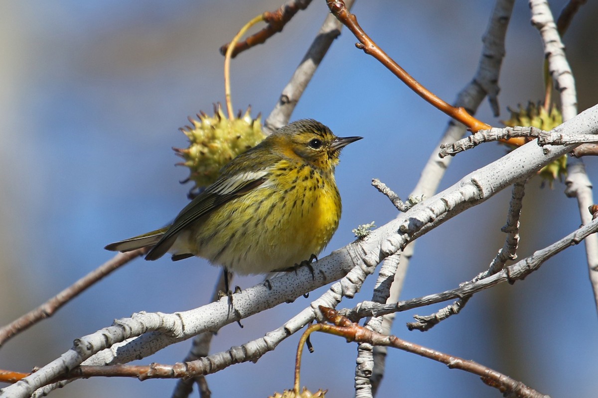 Cape May Warbler - ML612563111