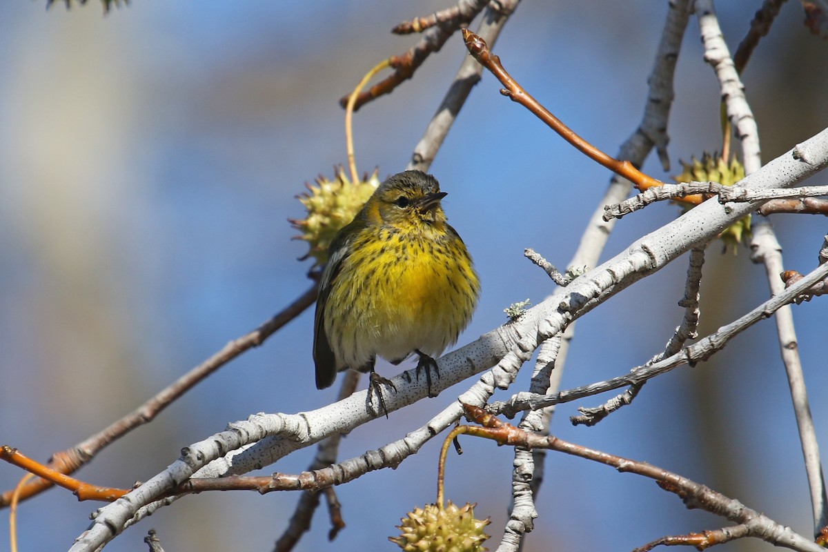 Cape May Warbler - ML612563113