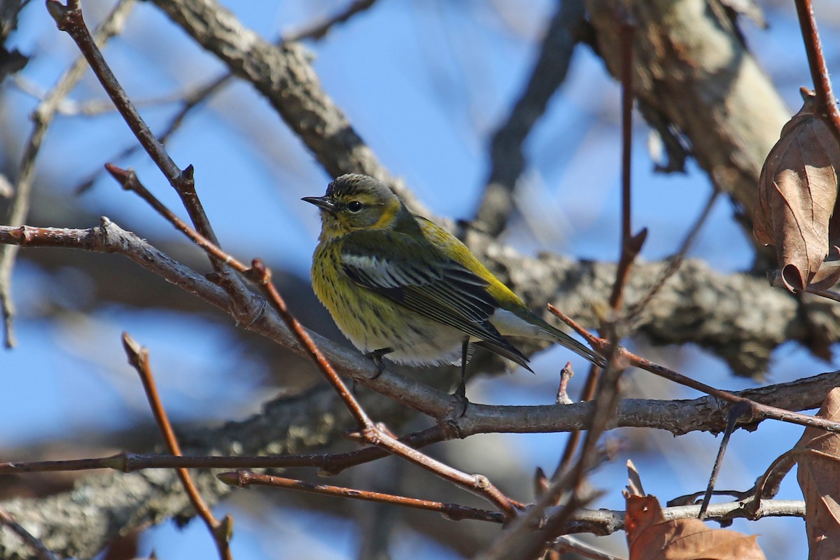 Cape May Warbler - ML612563122