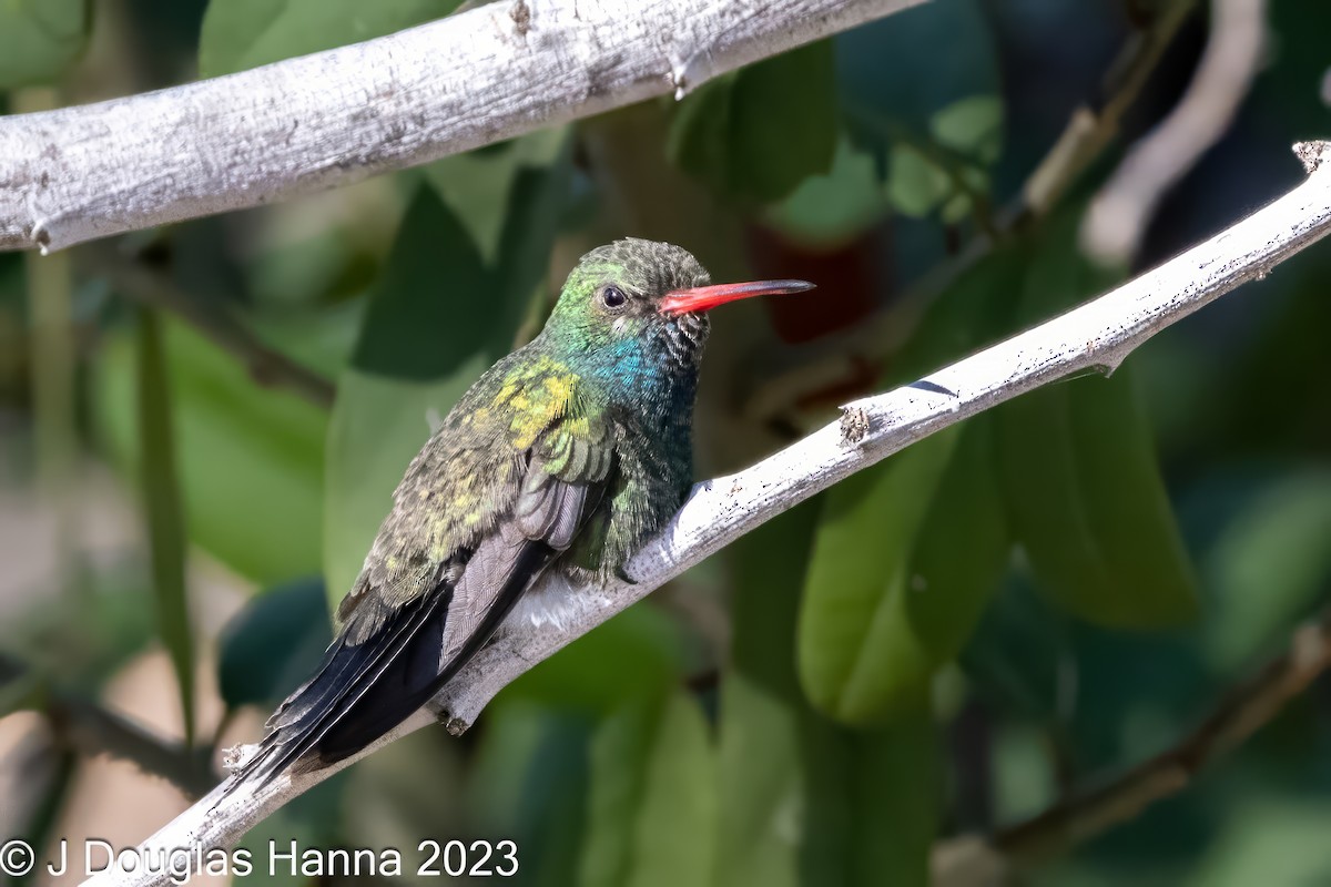 Tres Marias Hummingbird - Steven Smith