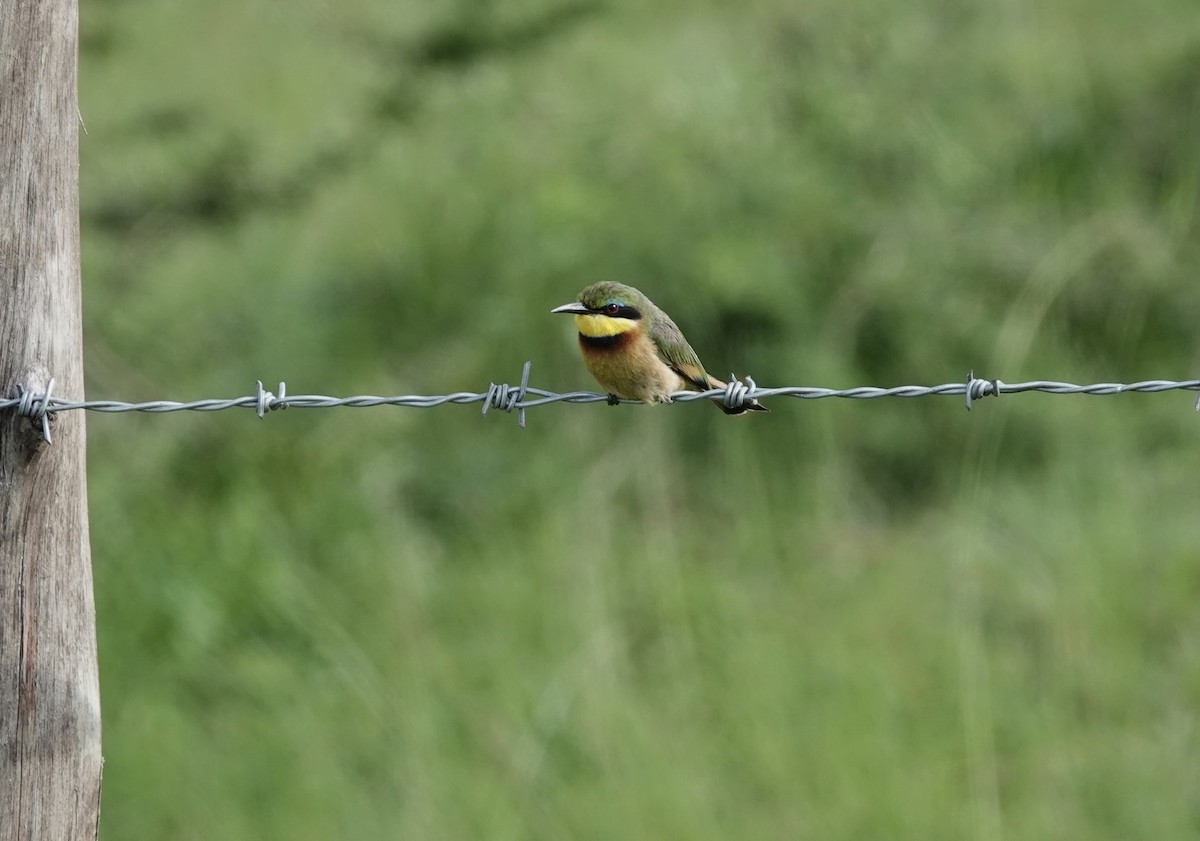 Little Bee-eater - ML612563163