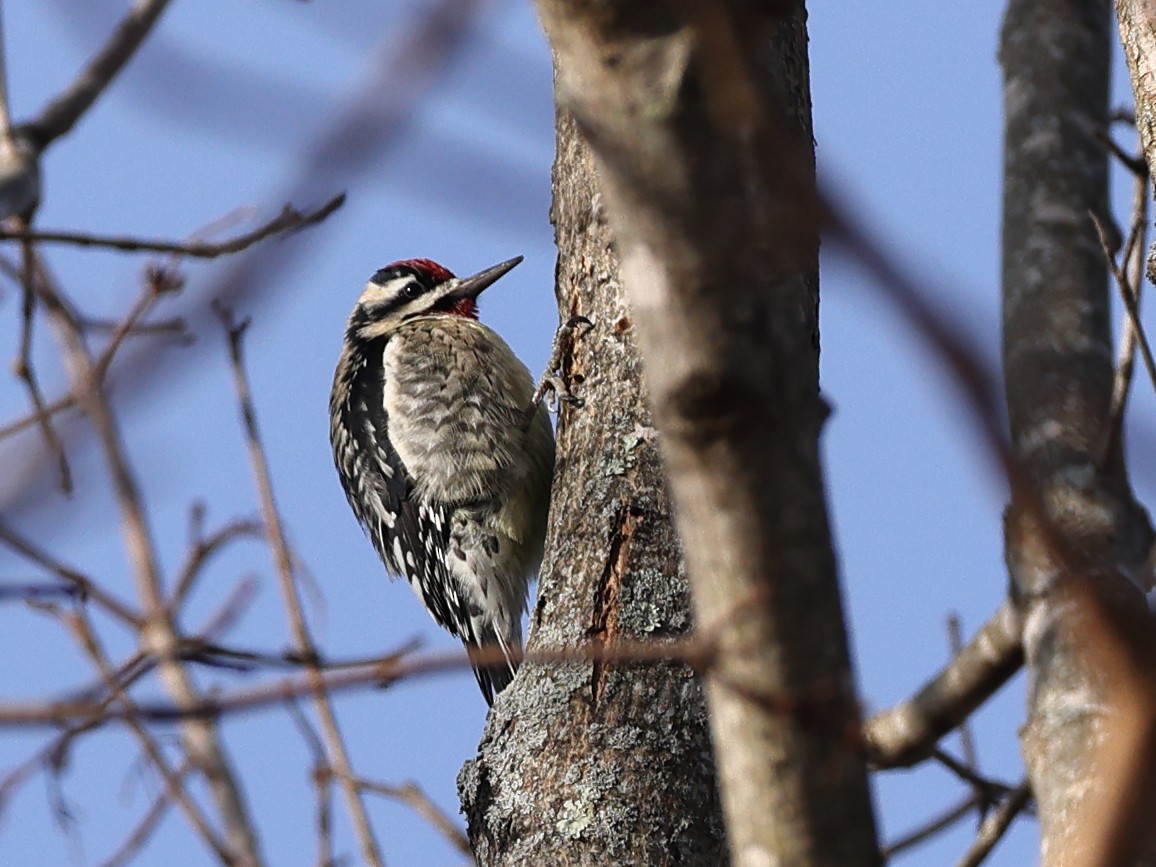 Yellow-bellied Sapsucker - D Brush