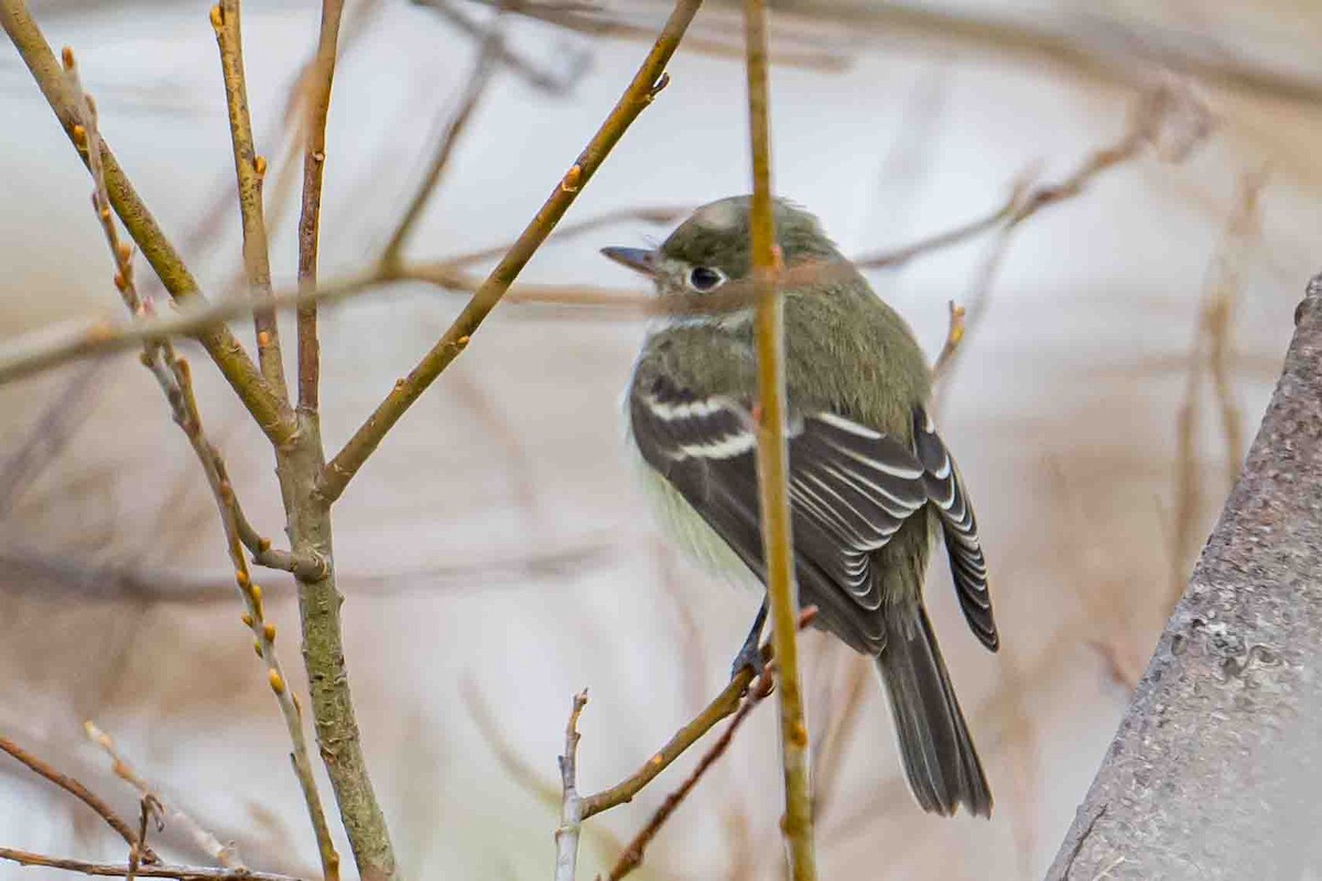 Least Flycatcher - ML612563175