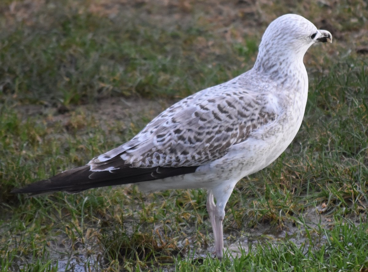 Caspian Gull - ML612563181