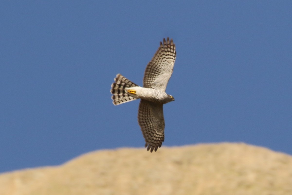 Eurasian Sparrowhawk - Clyde Blum