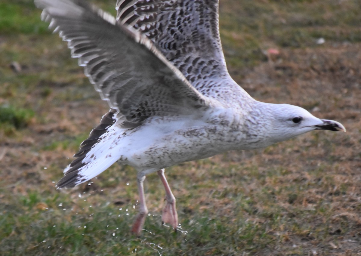 Caspian Gull - ML612563223