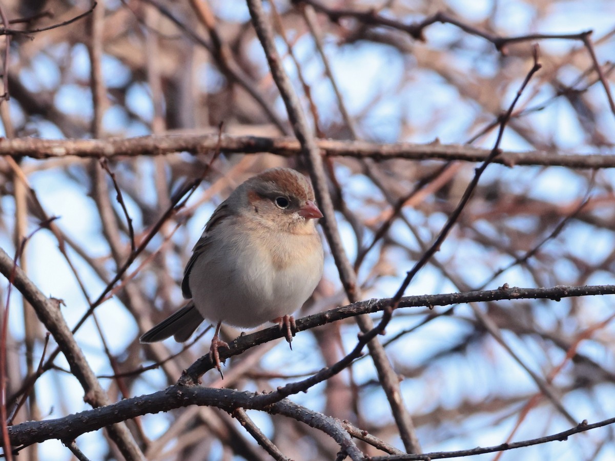 Field Sparrow - D Brush