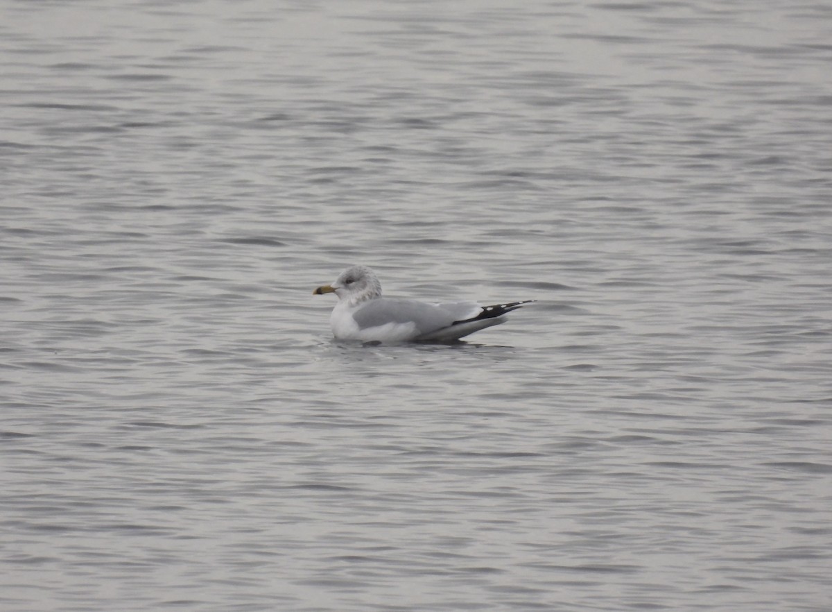 Ring-billed Gull - John McKay