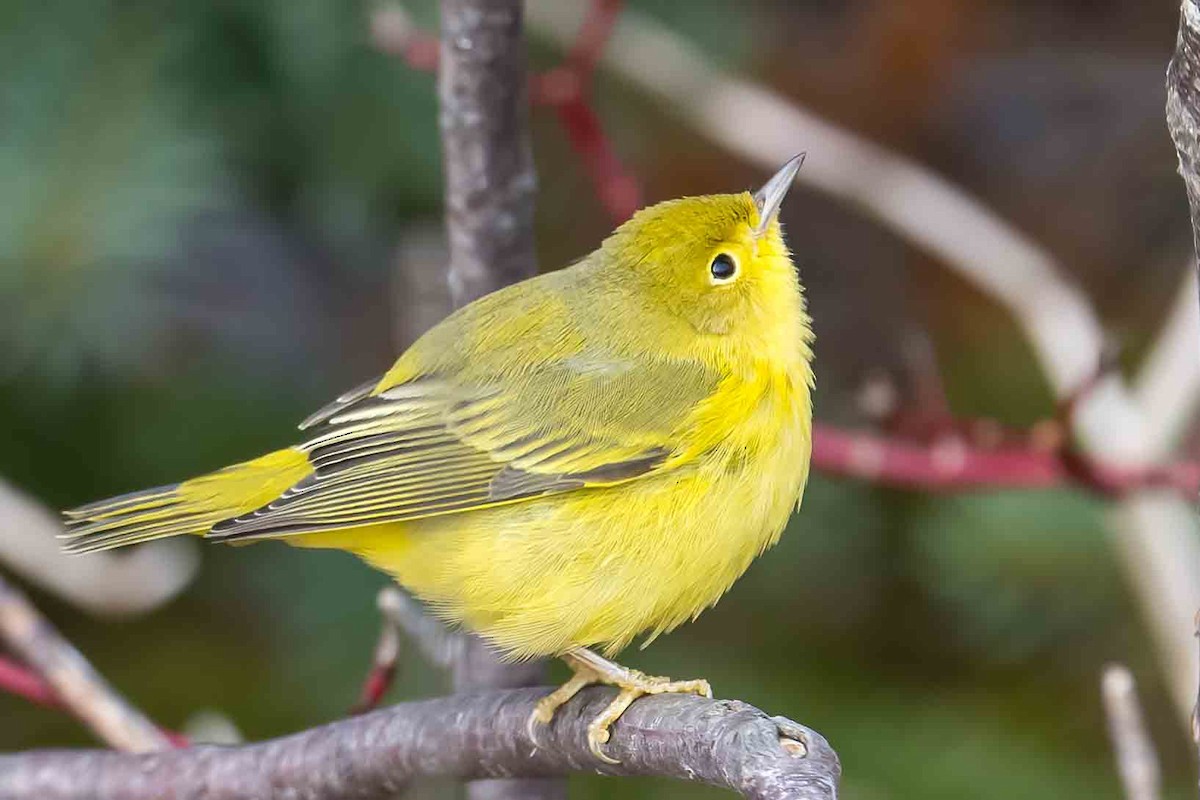 Yellow Warbler - Frank King