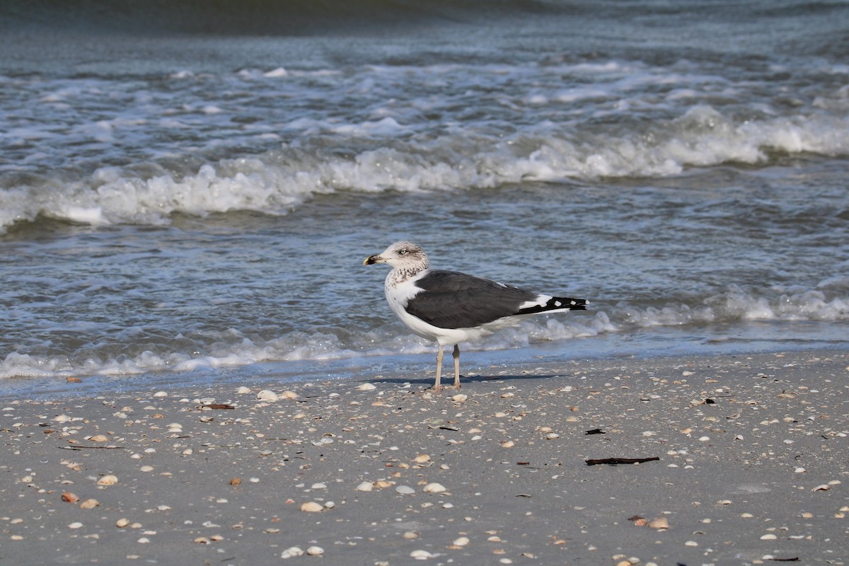 Бэсрэг цахлай - ML612563466