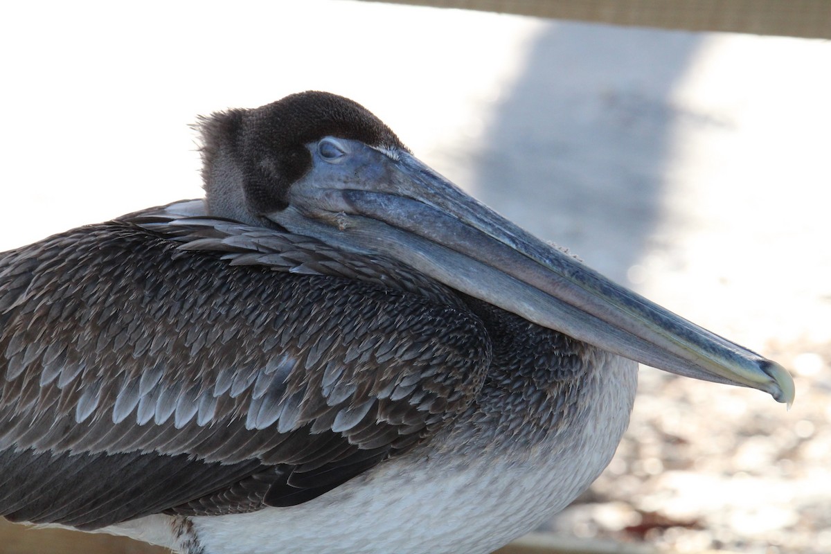 Brown Pelican - Biggest Bird