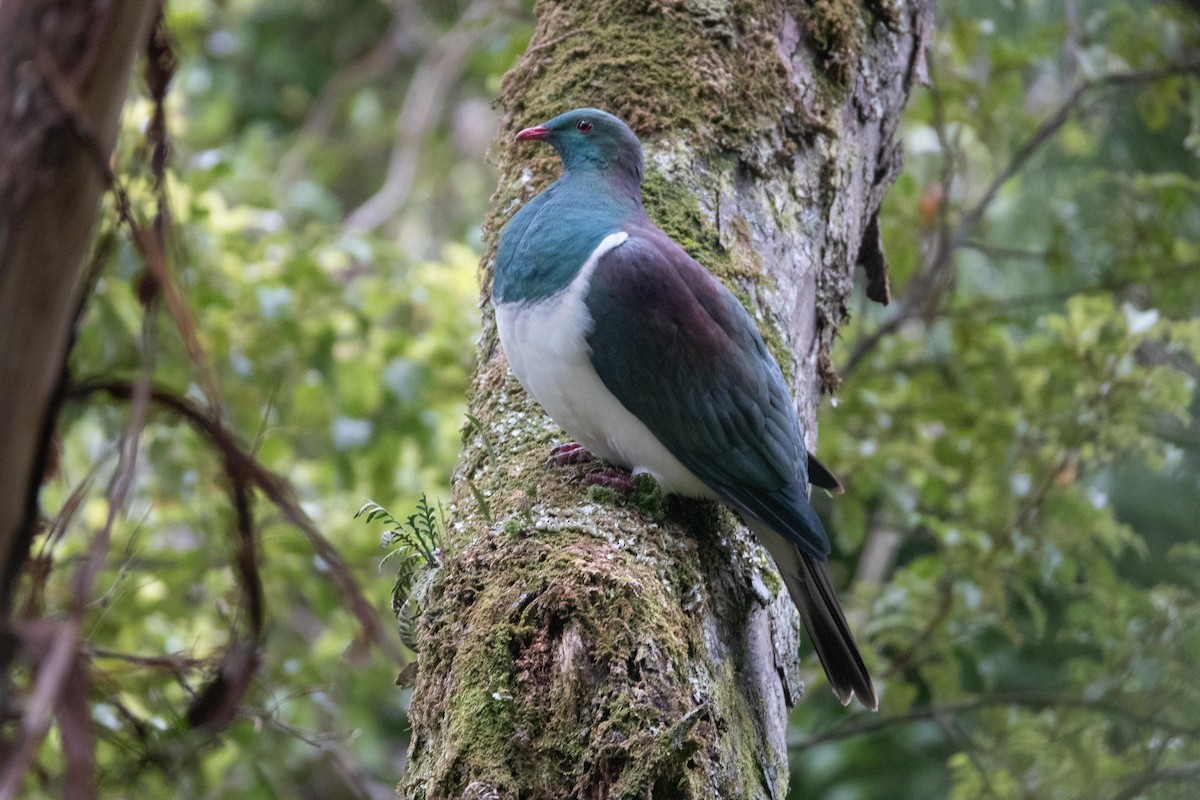 New Zealand Pigeon - Dan Harville