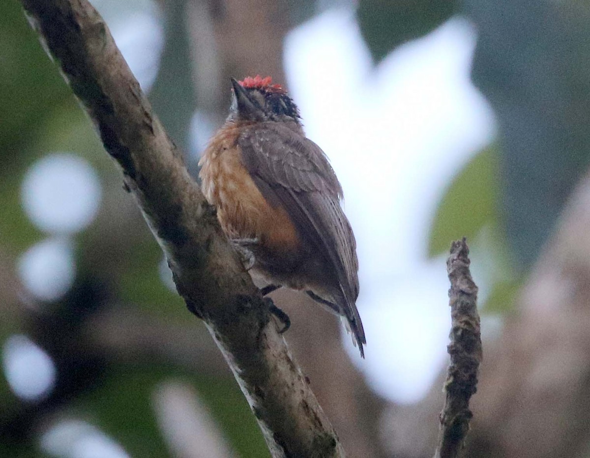 Ochraceous Piculet - Ashley Banwell