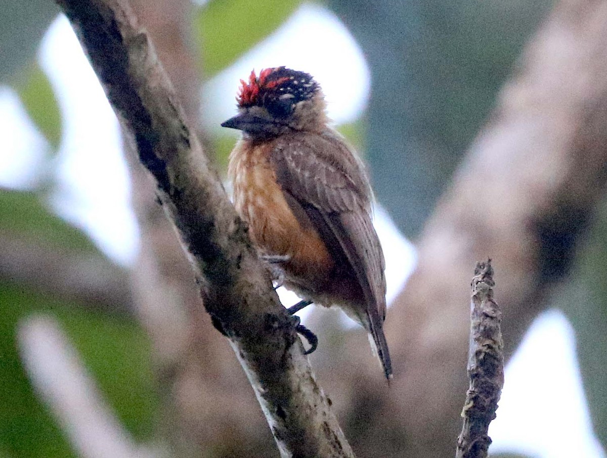 Ochraceous Piculet - Ashley Banwell