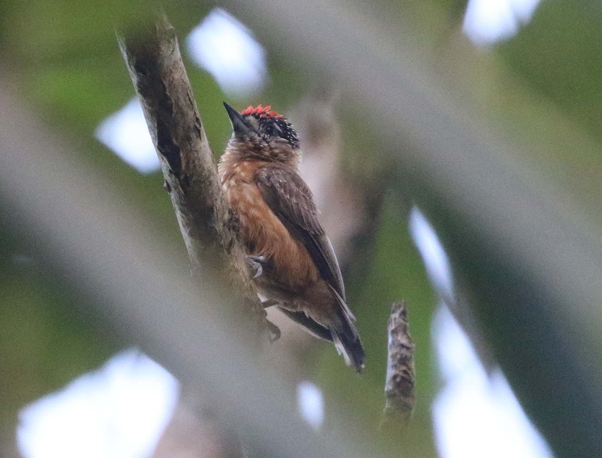 Ochraceous Piculet - Ashley Banwell