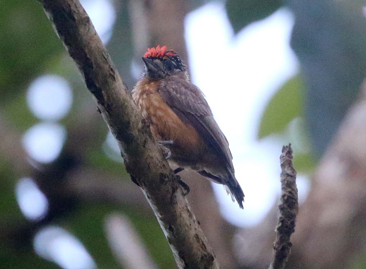 Ochraceous Piculet - Ashley Banwell