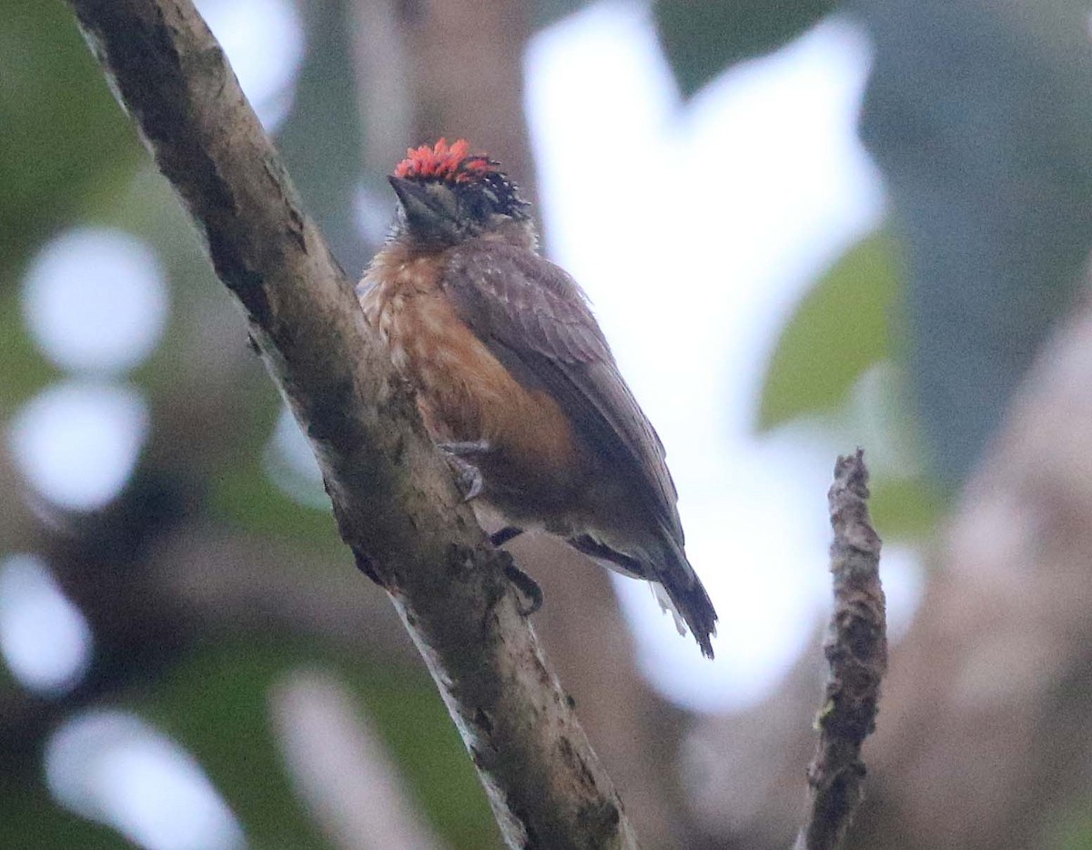 Ochraceous Piculet - Ashley Banwell