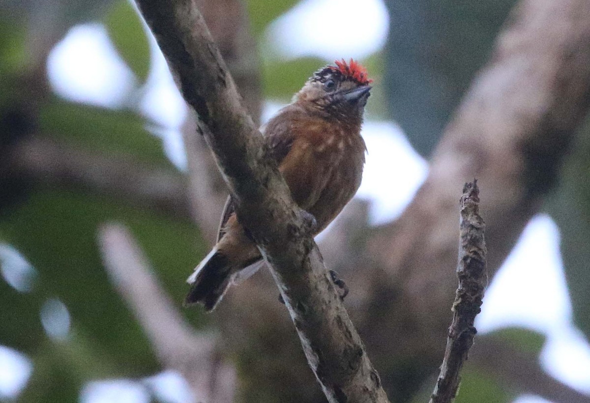 Ochraceous Piculet - Ashley Banwell