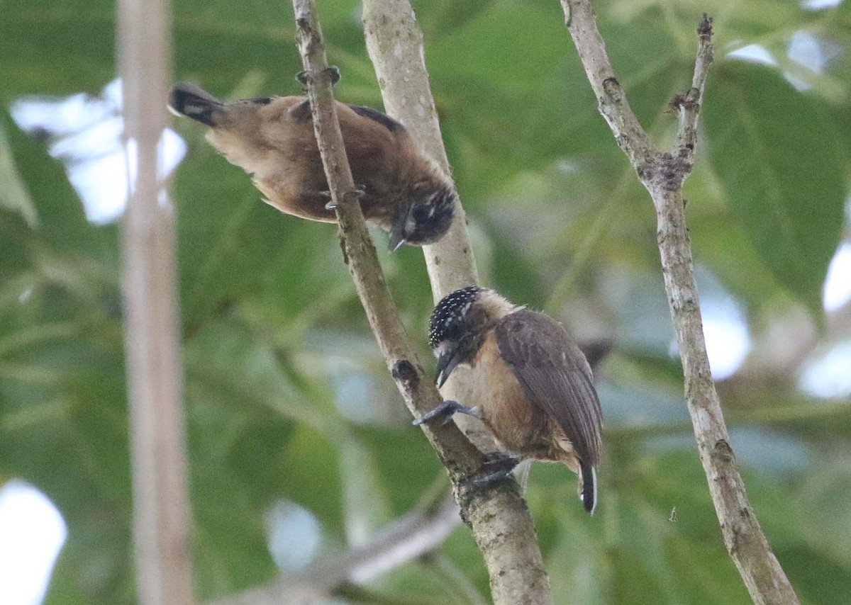 Ochraceous Piculet - Ashley Banwell