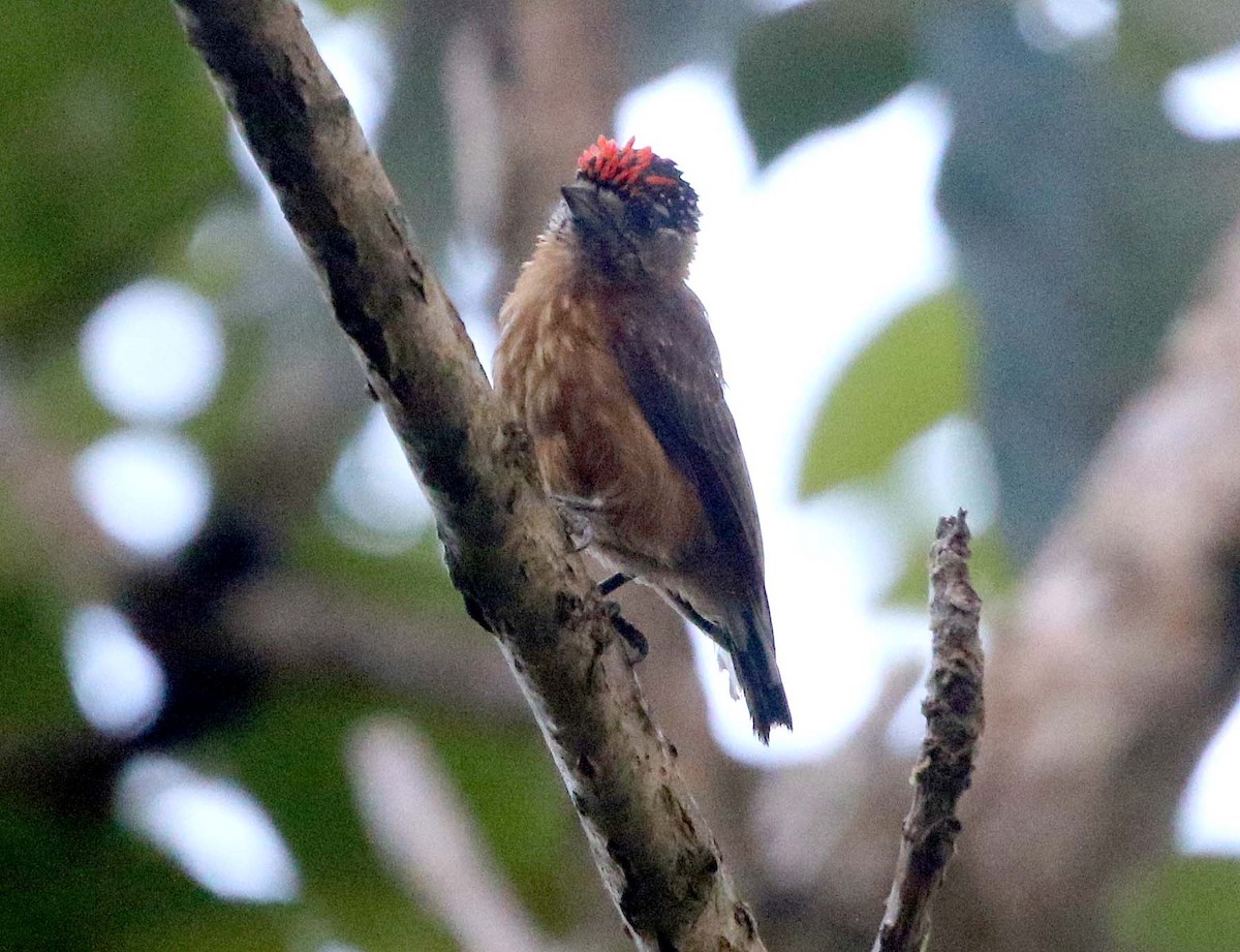 Ochraceous Piculet - Ashley Banwell