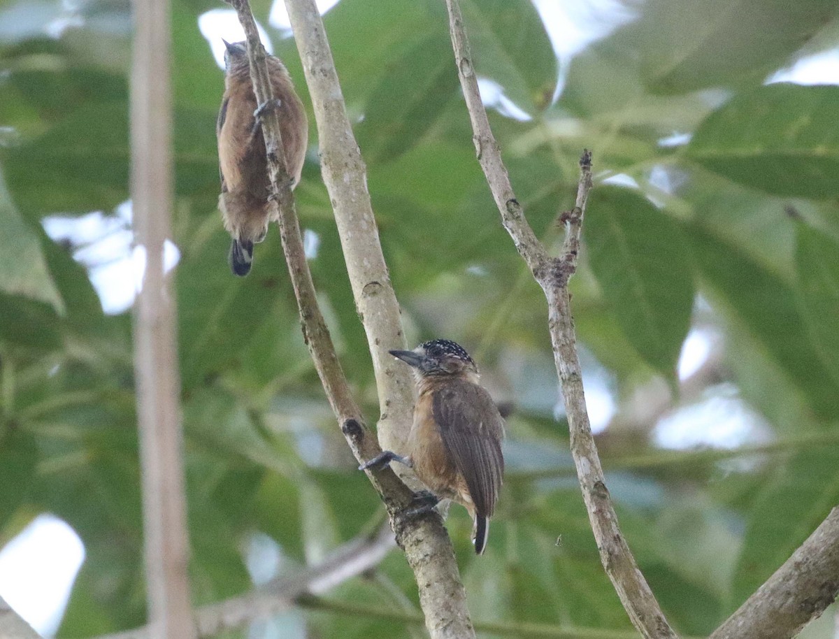 Ochraceous Piculet - Ashley Banwell