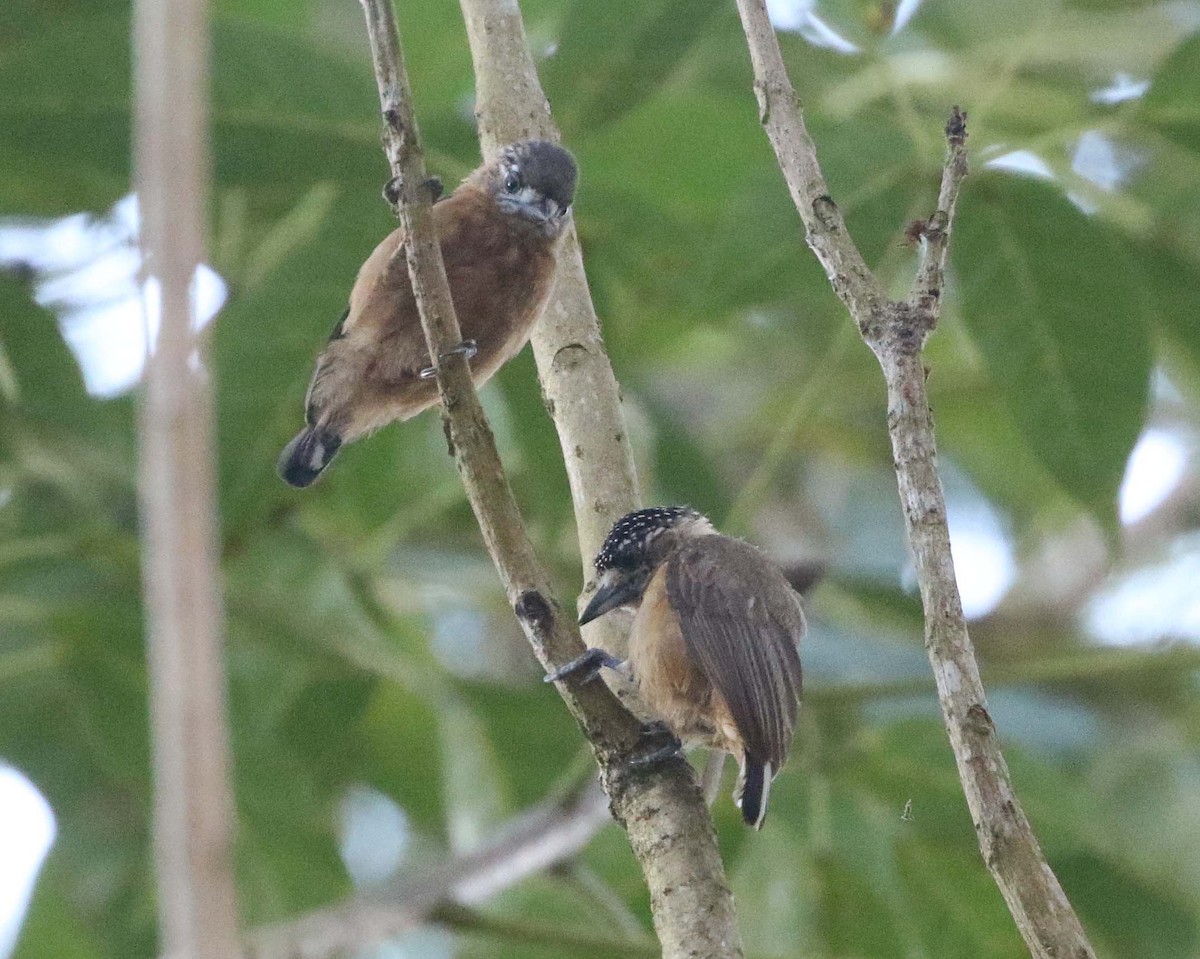 Ochraceous Piculet - ML612563555